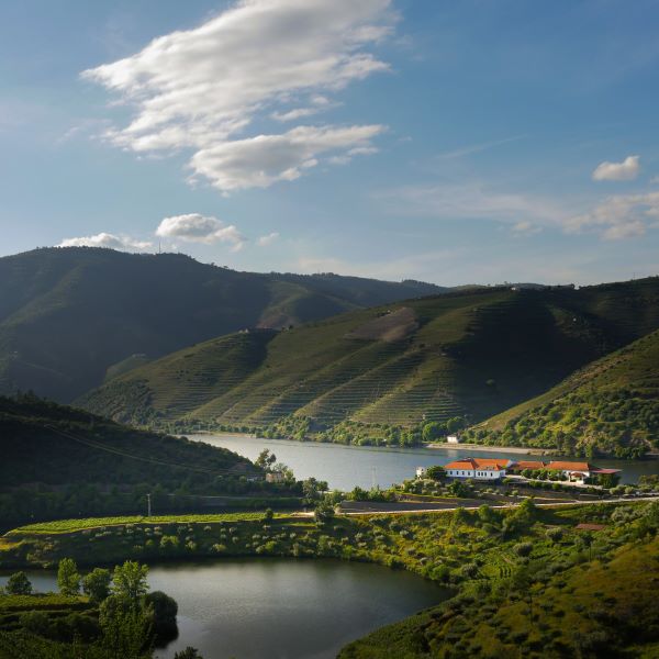 Vinhos DOC do Tedo